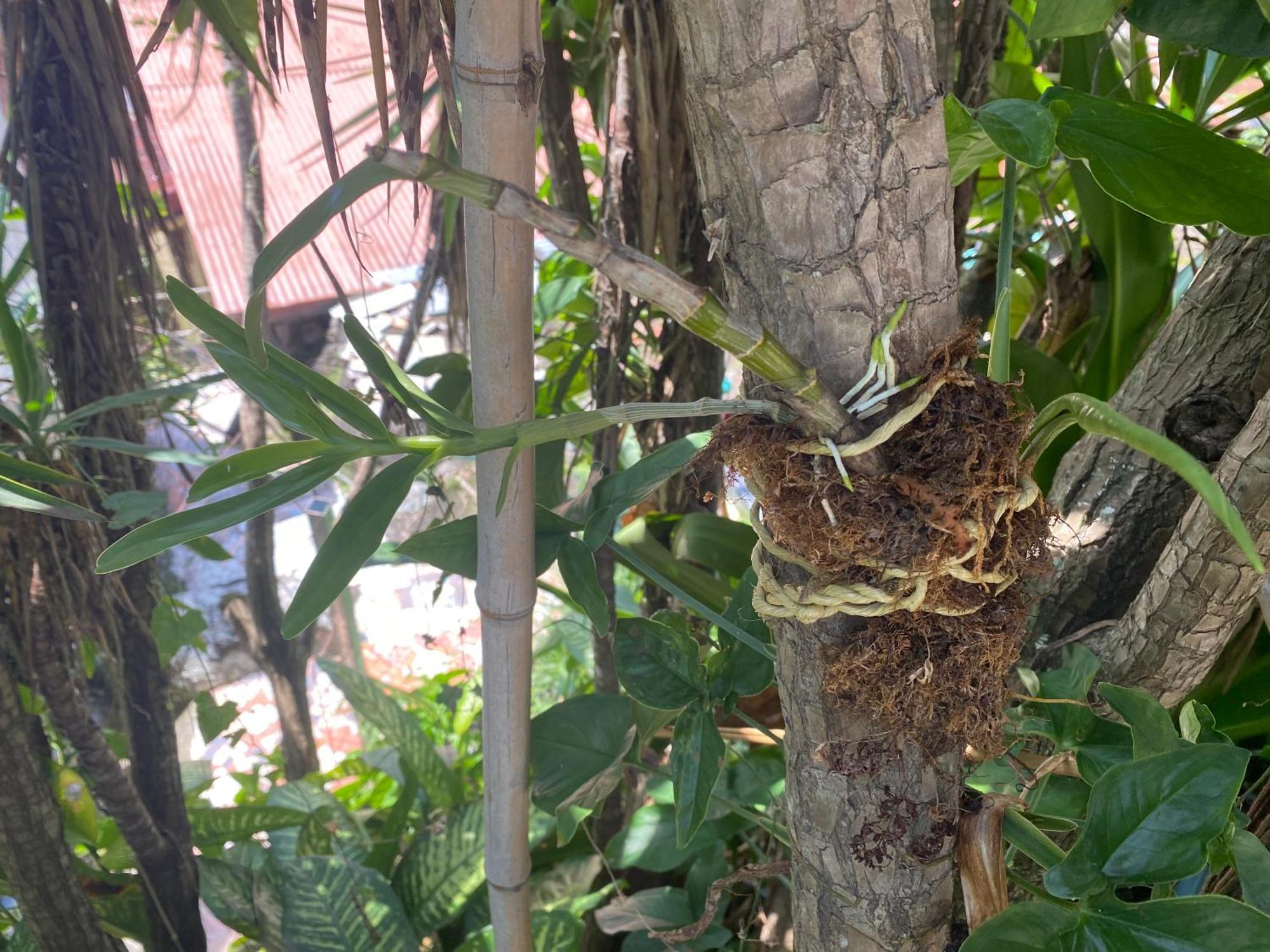 Owl House Hotel Piedades Bagian luar foto